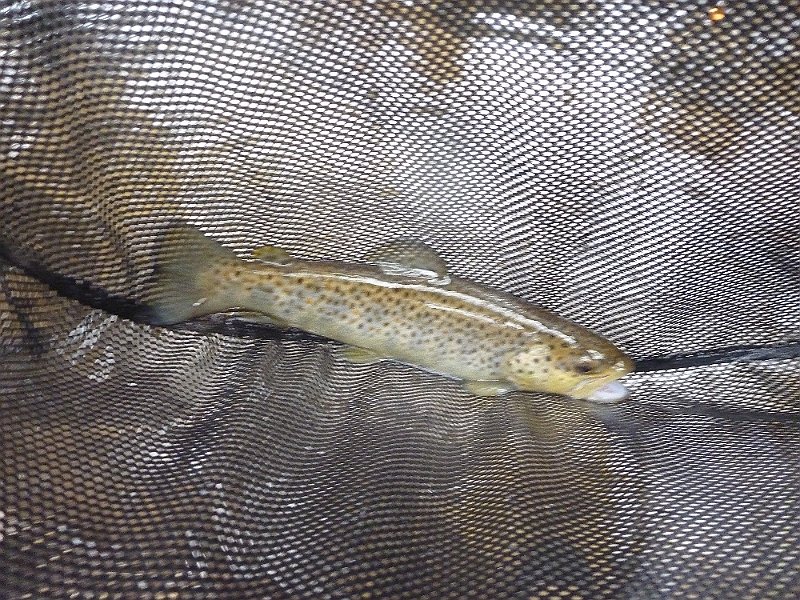 All stocked trout but nice.JPG